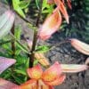 Close-up of orange lilies blooming in a garden.
