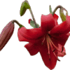 A vibrant red lily flower with a blooming bud and a wilted bloom.