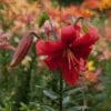 A vibrant red lily flower blooming amidst green foliage.