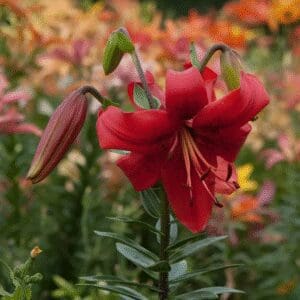 A vibrant red lily flower blooming amidst green foliage.