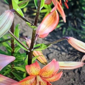 Close-up of orange lilies blooming in a garden.