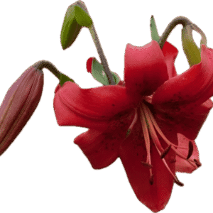 A vibrant red lily flower with a blooming bud and a wilted bloom.