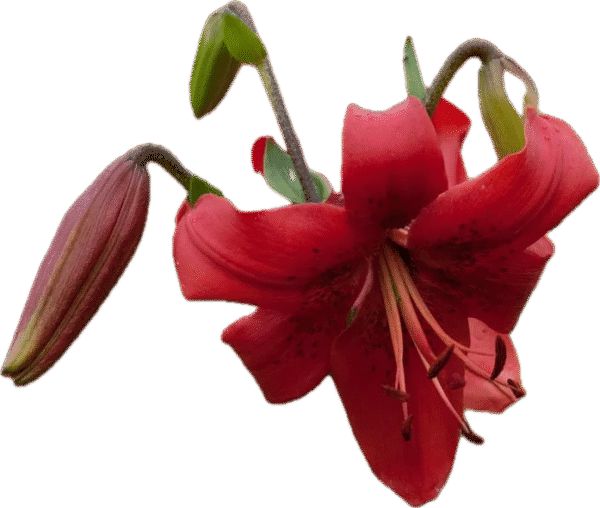 A vibrant red lily flower with a blooming bud and a wilted bloom.