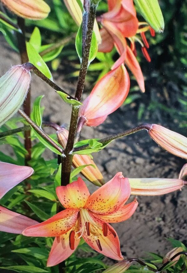 Close-up of orange lilies blooming in a garden.