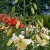 White lilies blooming with a red flower backdrop in a garden.