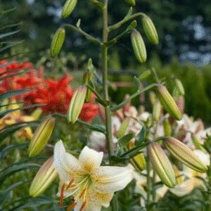 White lilies blooming with a red flower backdrop in a garden.