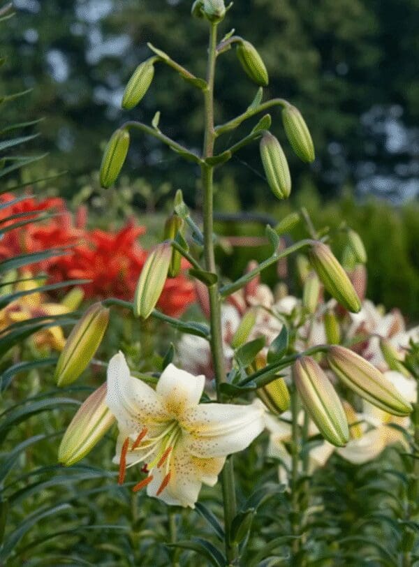 White lilies blooming with a red flower backdrop in a garden.