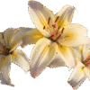 Close-up of pale yellow lilies with prominent stamens.