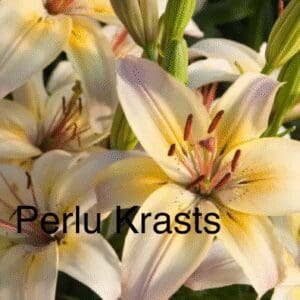 Close-up of pale yellow lilies with purple accents and dark stamens.