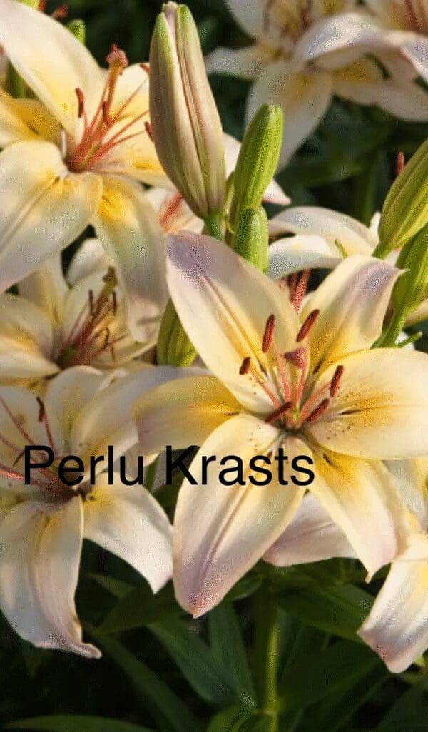 Close-up of pale yellow lilies with purple accents and dark stamens.