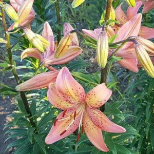 Bright orange lilies blooming in a lush green garden.