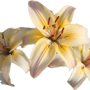 Close-up of pale yellow lilies with prominent stamens.