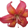 Close-up of a vibrant pink and orange lily flower.