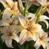 Close-up of white and yellow lilies with dark streaks.