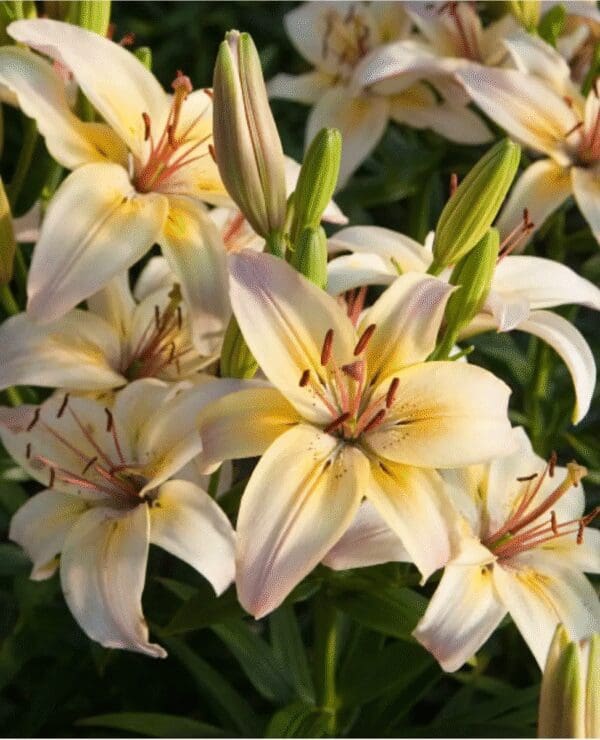 Close-up of white and yellow lilies with dark streaks.