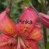 Close-up of a vibrant pink and orange lily flower named 'Pinka'.