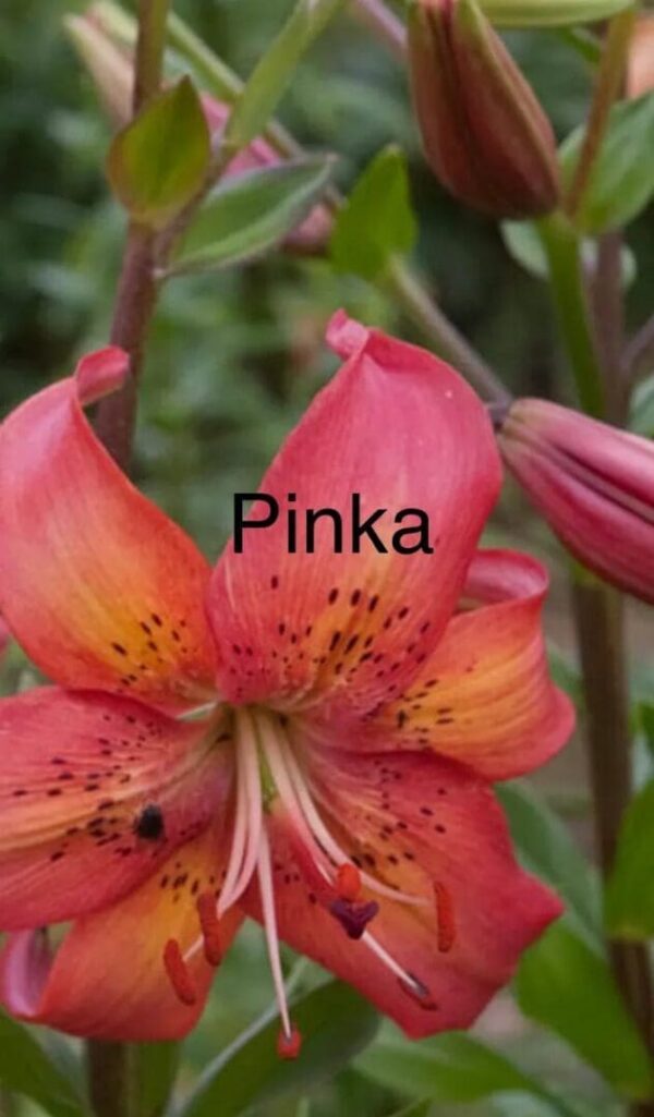Close-up of a vibrant pink and orange lily flower named 'Pinka'.