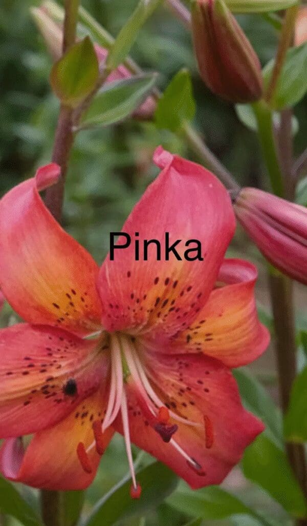 Close-up of a vibrant pink and orange lily flower named 'Pinka'.