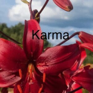 Close-up of red lilies with the word 'Karma' overlaid.