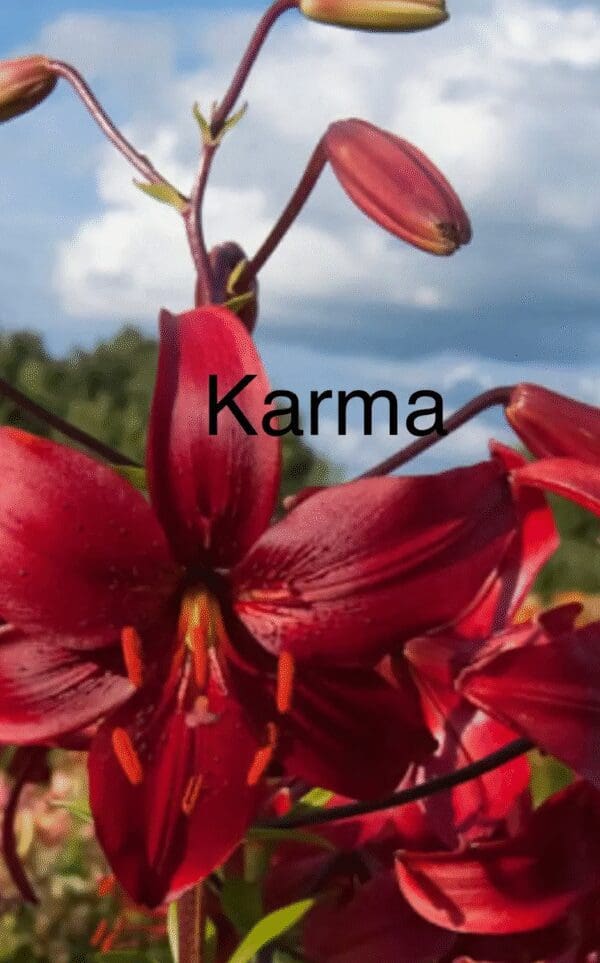 Close-up of red lilies with the word 'Karma' overlaid.