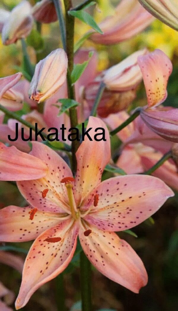 Close-up of a pink lily flower with speckled petals.