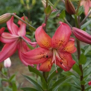 Close-up of a vibrant pink lily flower in bloom.