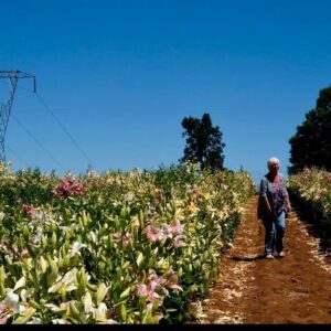 A person walks along a dirt path surrounded by lush vegetation under a clear blue sky.