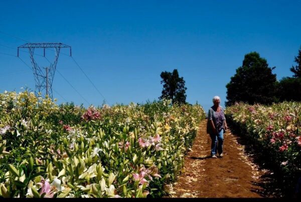 A person walks along a dirt path surrounded by lush vegetation under a clear blue sky.