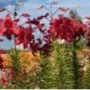 Bright red flowers blooming in a garden under a clear sky.