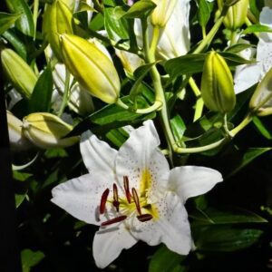 Close-up of a white lily flower with bright yellow buds.