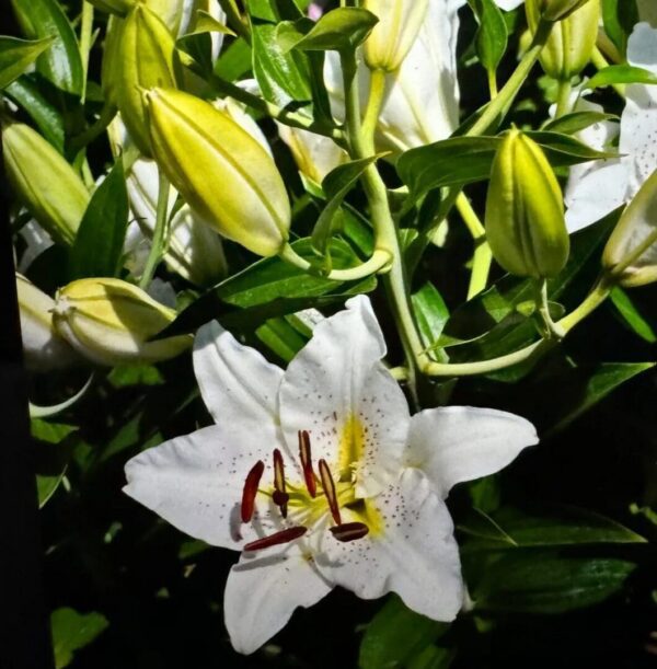 Close-up of a white lily flower with bright yellow buds.