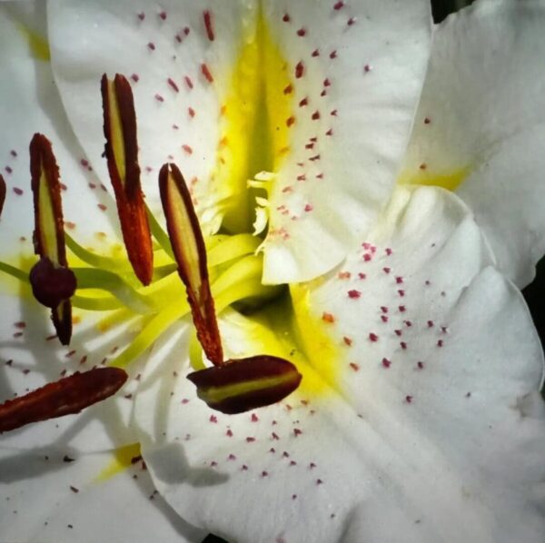 Close-up of white lily with yellow and red accents.