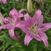 Two vibrant pink lilies blooming amidst green foliage.