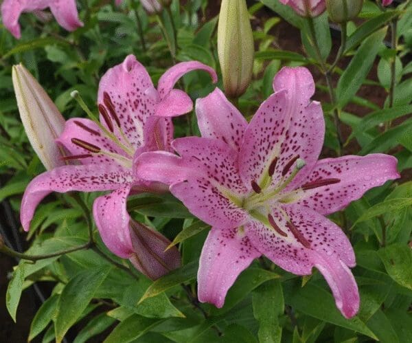 Two vibrant pink lilies blooming amidst green foliage.