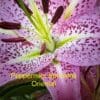 Close-up of a pink Oriental lily with purple spots and yellow stamens.