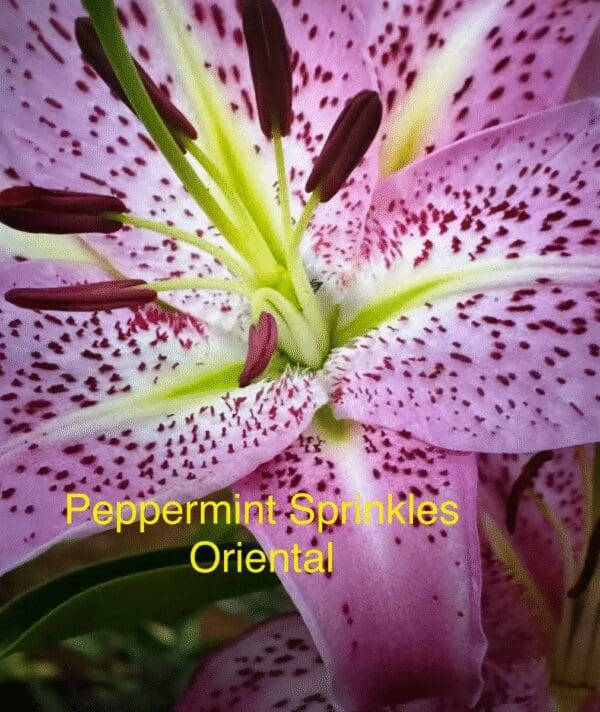 Close-up of a pink Oriental lily with purple spots and yellow stamens.