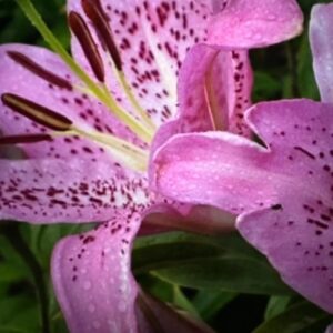 Close-up of a vibrant pink lily with speckled petals.