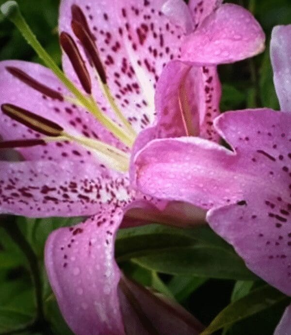 Close-up of a vibrant pink lily with speckled petals.