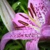 Close-up of a pink lily flower with dark speckles and prominent stamens.