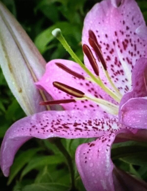 Close-up of a pink lily flower with dark speckles and prominent stamens.