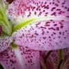 Close-up of a pink lily with dark speckles and green accents.