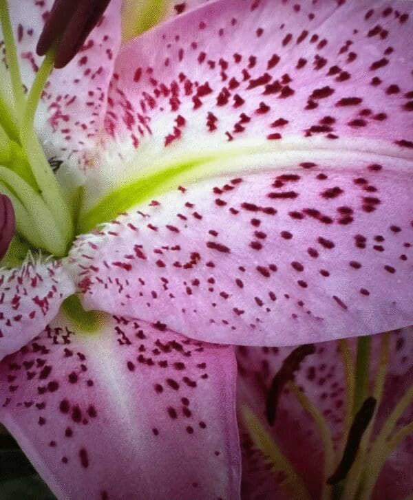 Close-up of a pink lily with dark speckles and green accents.