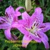 Bright pink Peppermint Sparkles Oriental lilies blooming.