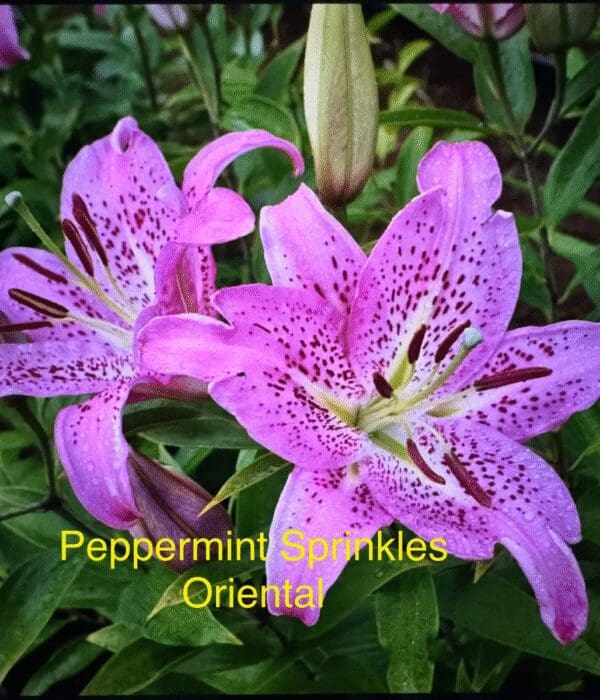 Bright pink Peppermint Sparkles Oriental lilies blooming.