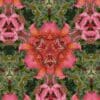 A symmetrical kaleidoscope pattern featuring pink and green floral elements.