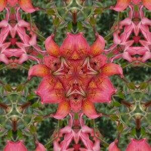 A symmetrical kaleidoscope pattern featuring pink and green floral elements.