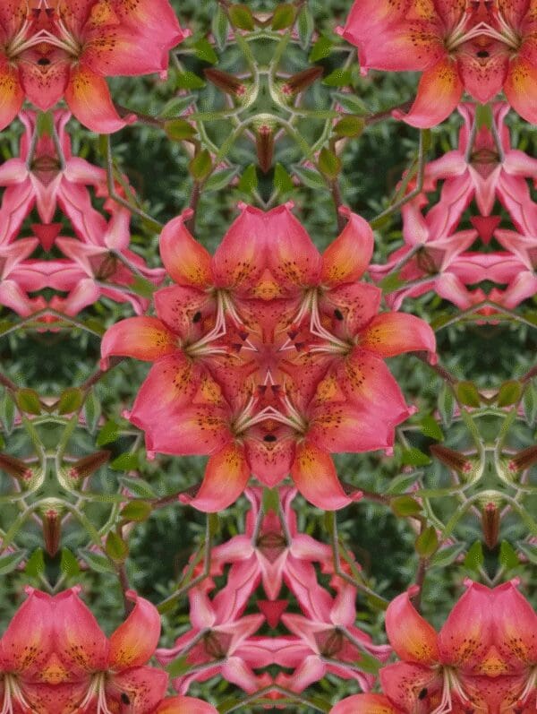 A symmetrical kaleidoscope pattern featuring pink and green floral elements.