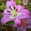 Close-up of a vibrant pink lily with speckles and prominent stamens.