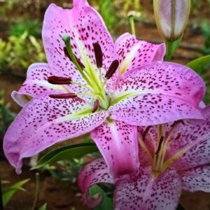 Close-up of a vibrant pink lily with speckles and prominent stamens.
