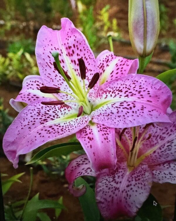 Close-up of a vibrant pink lily with speckles and prominent stamens.